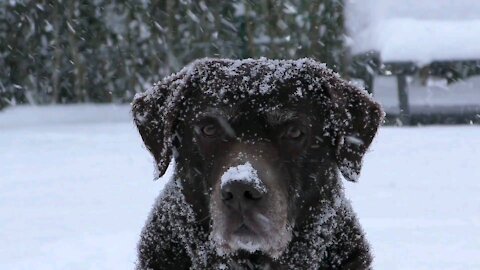 Cute dog in snow