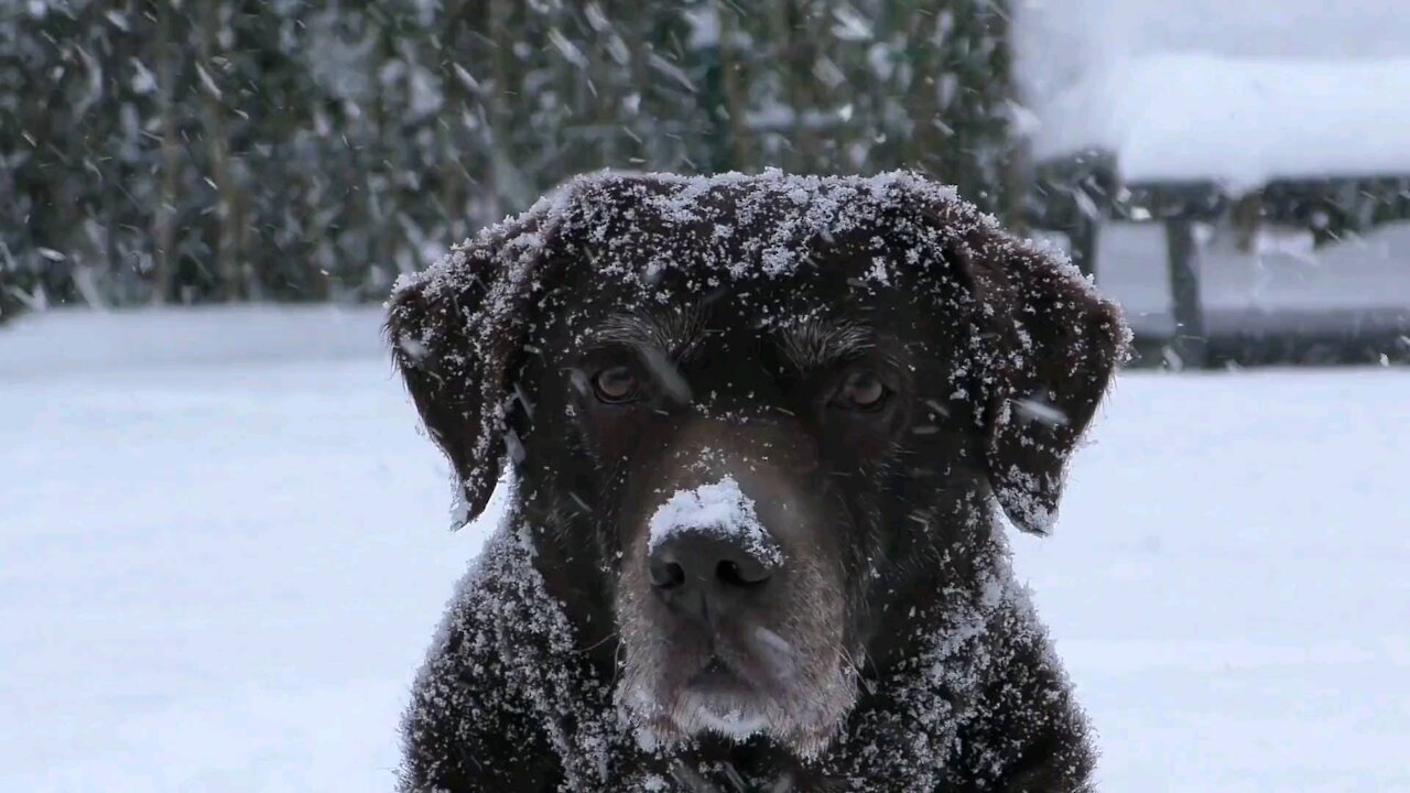 Cute dog in snow