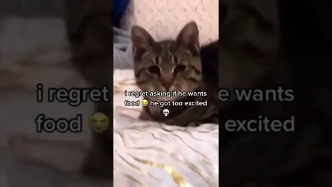 Ouch 😂🐈‍⬛ #shorts #shortsvideo #funny #cat #fyp