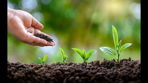 Homemade fertilizer works miracles for your chives!