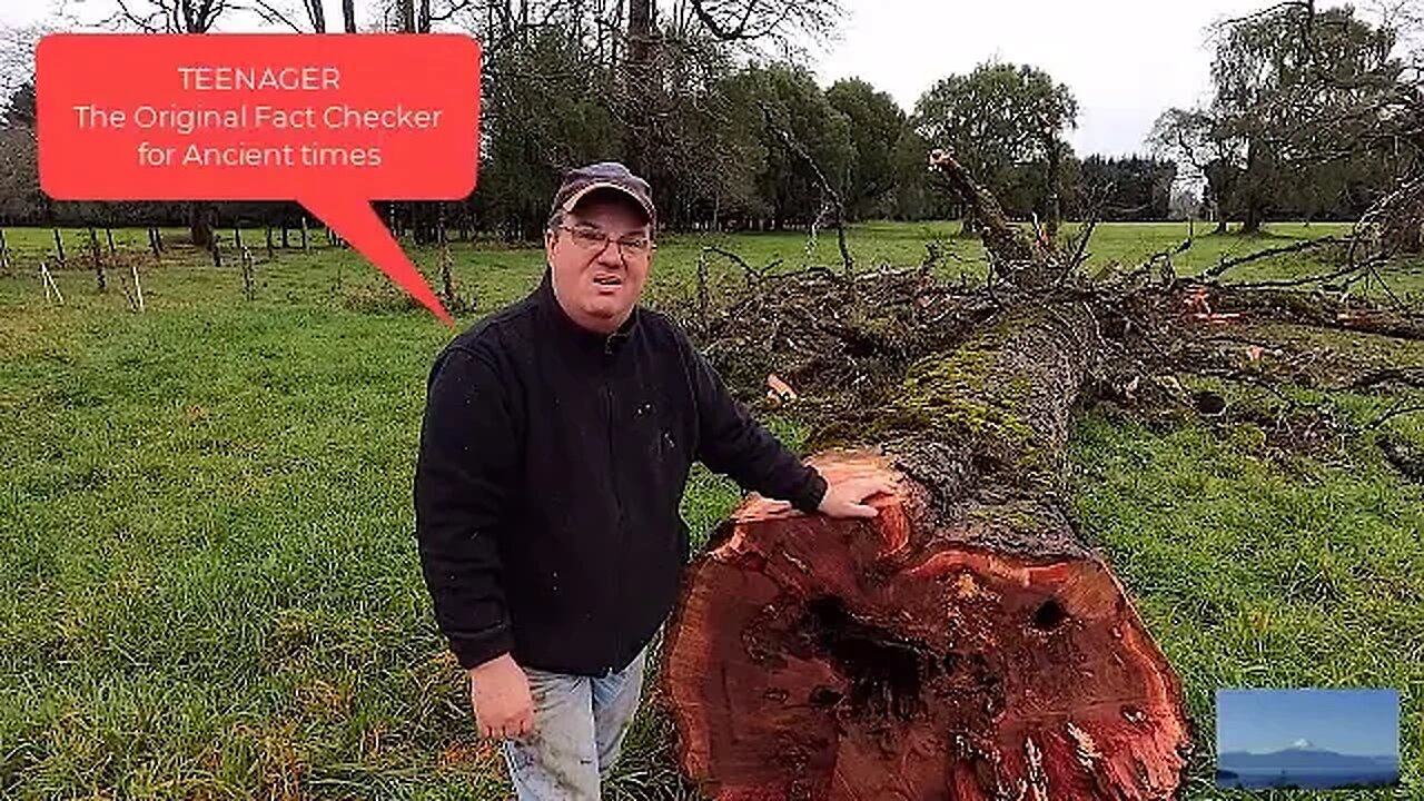 Cutting A ROBLE tree in Patagonia