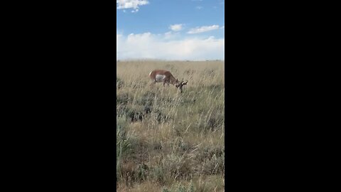 Speed Goat Don’t Care