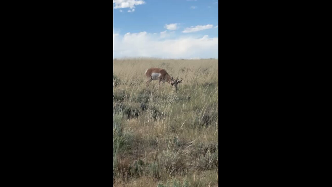 Speed Goat Don’t Care