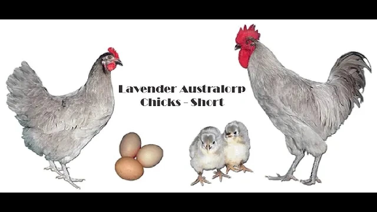 Lavender Australorp Short - Chicks born June 11th, 2022 - Rare, large breed - proud mama outside