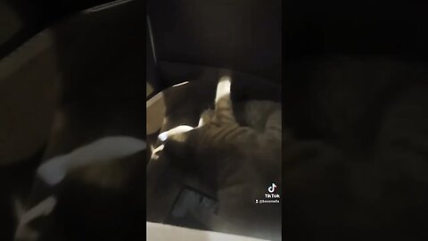 Two Cats in A Box