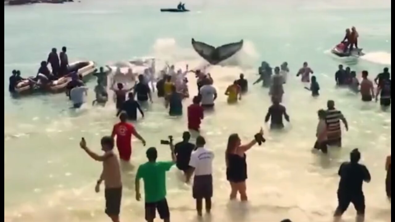 Top 5 Most Video Video in Youtube