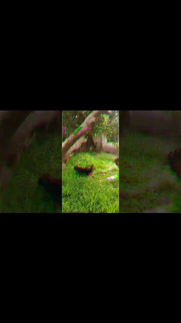 Día gris y lluvia en el Tacua. #tacuarembó #uruguay (14/02/2023)