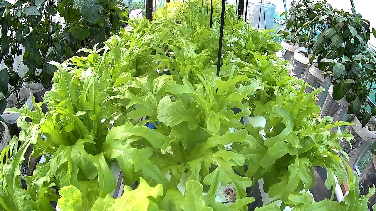 Royal Green Italian Oakleaf Lettuce Timelapse