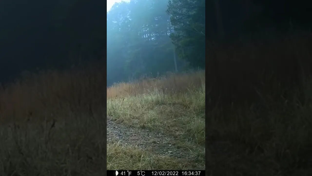Deer walking on two legs!