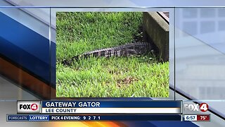 Deputies remove big alligator from near Gateway Boulevard