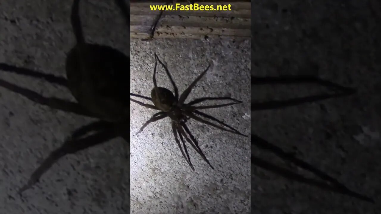 Big Spider Was Hunting My Bees At Night