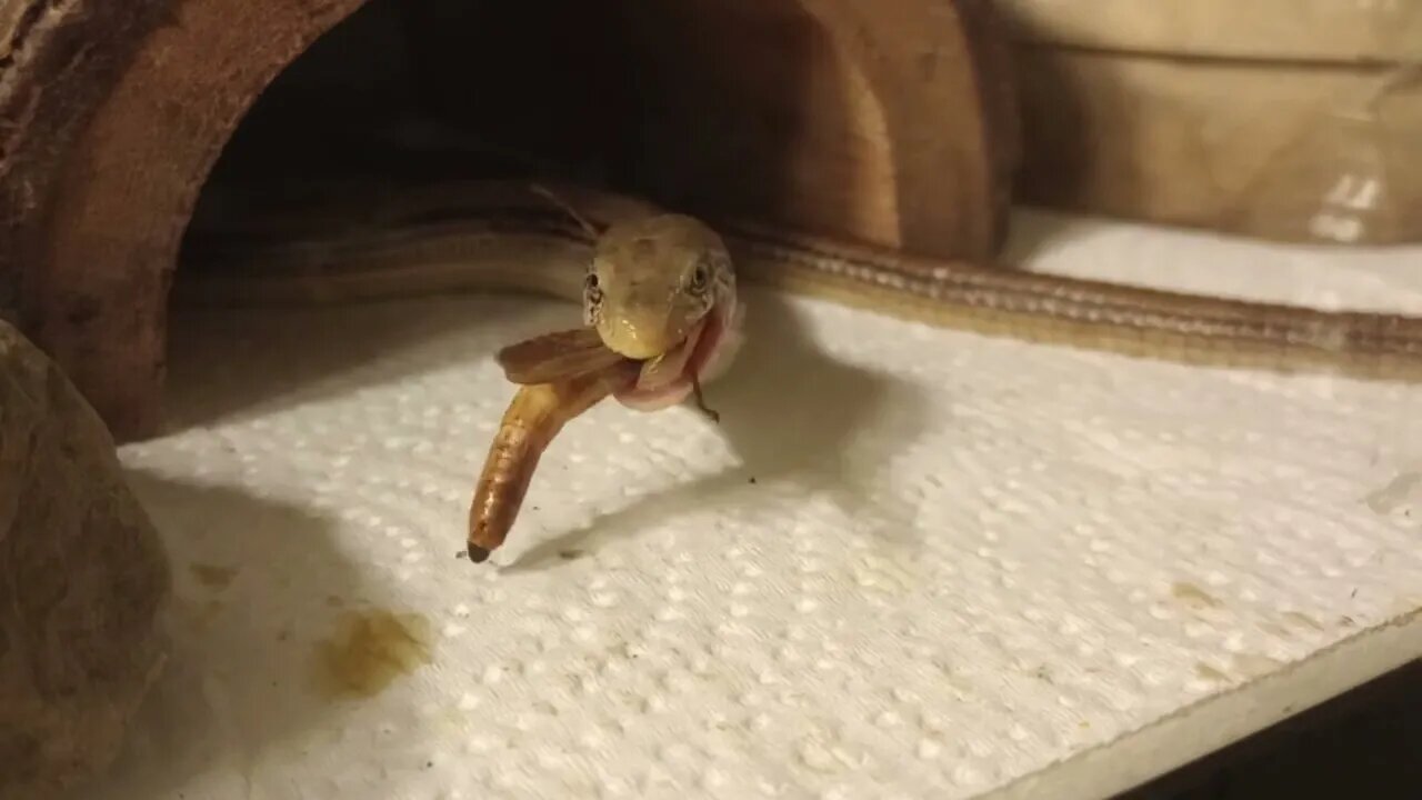 FEEDING LARRY THE LEGLESS LIZARD (09/12/23) 🎶