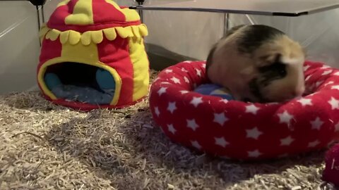 Guinea pig Svea 🥰