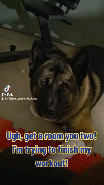 Akitas interrupt my workout with inappropriate behavior! 😂
