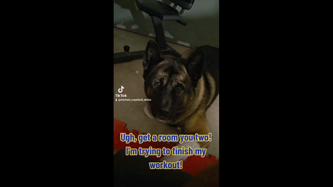 Akitas interrupt my workout with inappropriate behavior! 😂