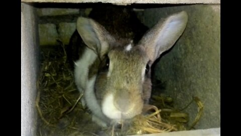 Bunny gathers nest