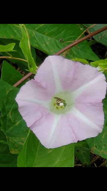 Bee pollinating a flower in circles