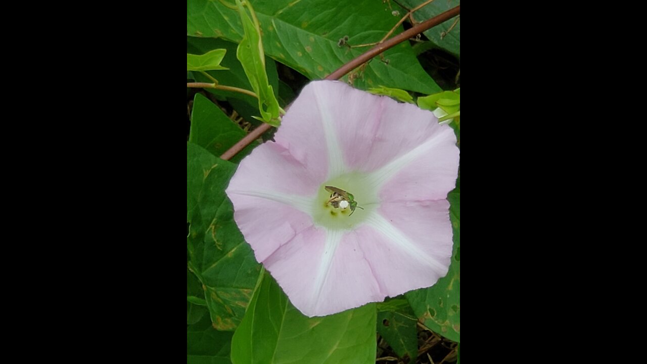 Bee pollinating a flower in circles