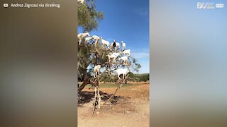 Ce troupeau de chèvres s'est installé sur un arbre