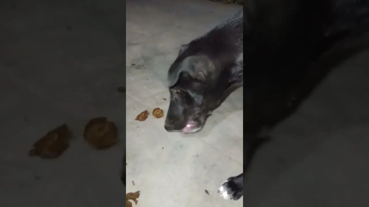 Our puppy eating orange