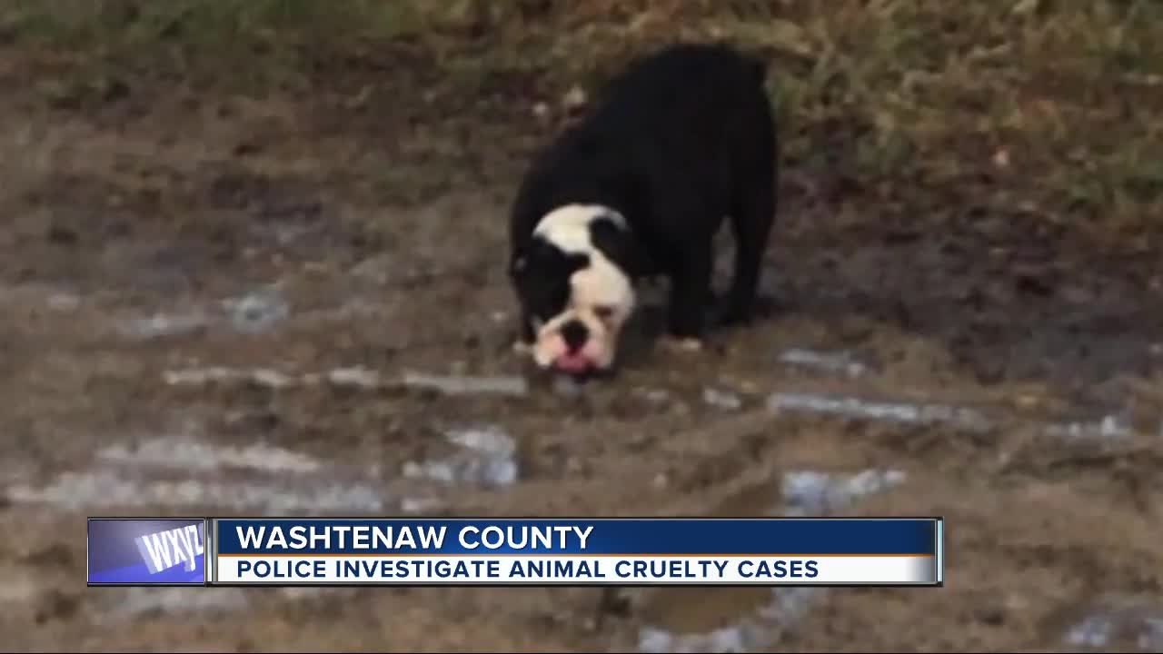 Help needed to identify people who dumped English bulldog, pet rabbits in Washtenaw county