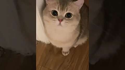 CAT VIDEO