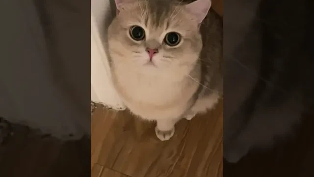 CAT VIDEO