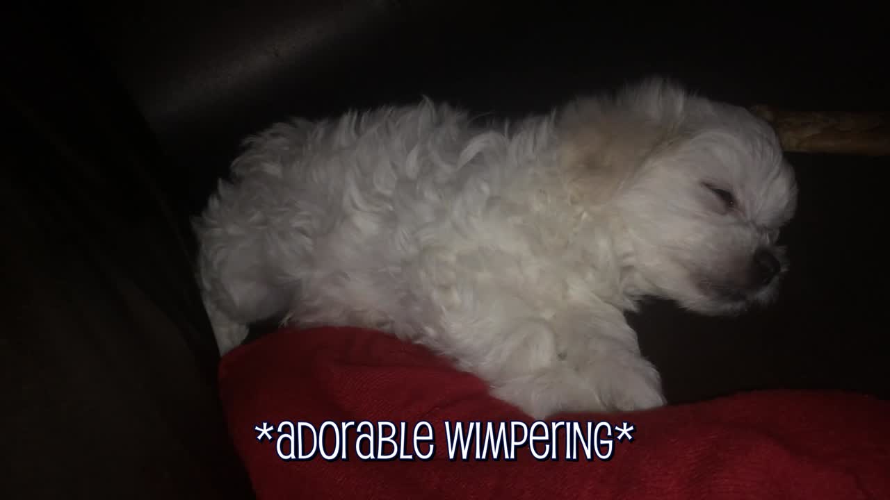 Perfectly Precious Puppies