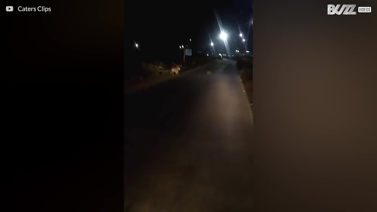 Leoa e crias passeiam numa auto-estrada da Índia à noite