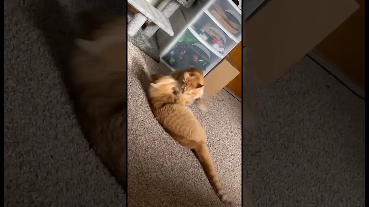 Cat Craze 🐱