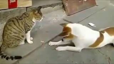 Cats Vs Dogs Vs Christmas Presents - Funnest Pet Video