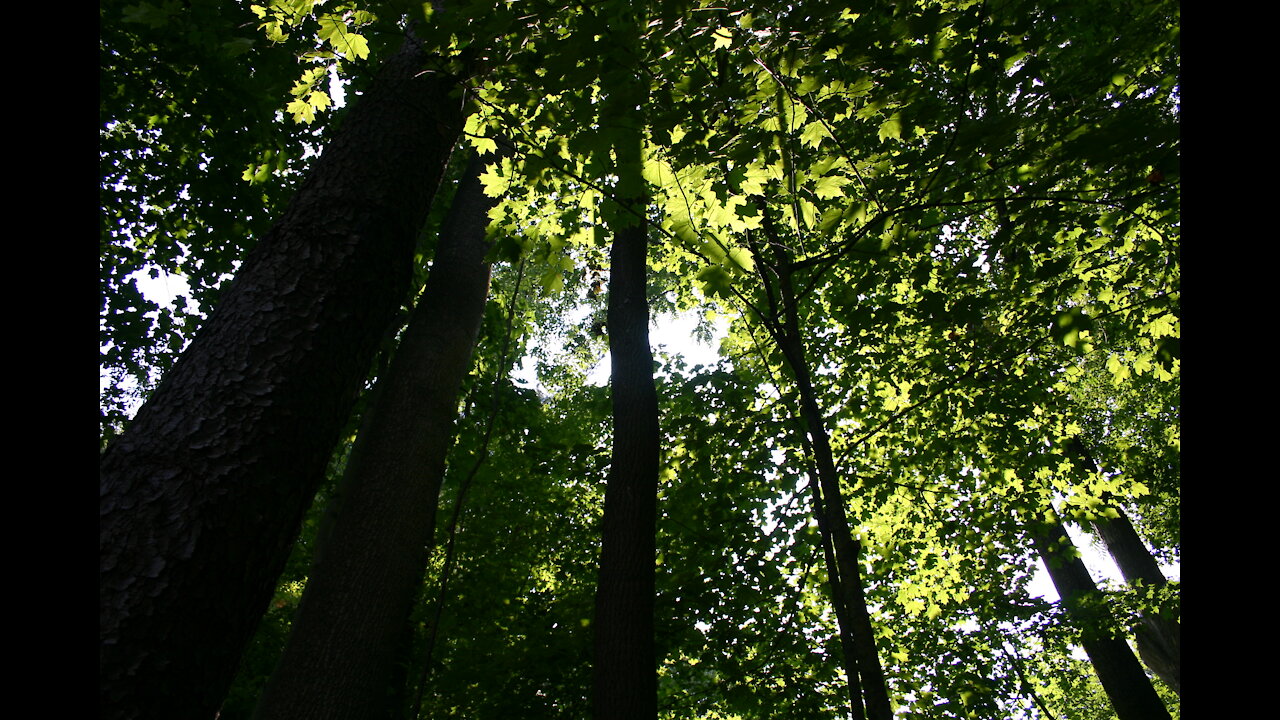 Tree, from Little Songs Earth