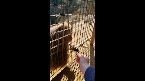 Peanut Break!