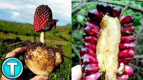 Top 10 Vegetables | Foods You've Never Heard Of Part 4