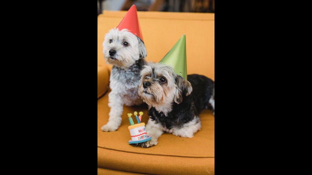 Pets for birthday party with lots of gifts