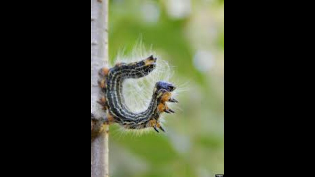 Larvae hug Caterpillar hug