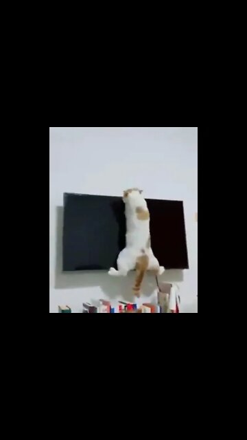 Cute Cat In Brutal Situation! 🤣 #UbertainmentFun #Shorts #ytshorts #Dogs #Animals #Fun