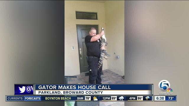 Gator found at doorstep of Broward County home