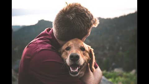 ❤️ Dogs & Animals Say I LOVE YOU Human - Love Videos Part 1 #Dogs