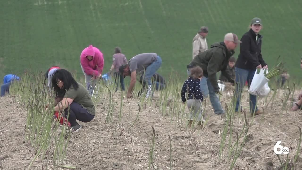 Owyhee Produce invites people to pick asparagus because of a worker shortage