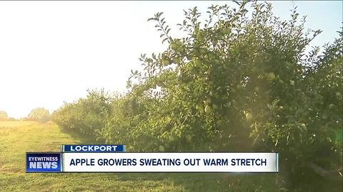 Apple growers sweating out warm stretch