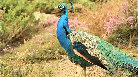 Peacock & Peahen