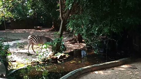 Zebras for all Zebra lovers. 🥰😍🤩