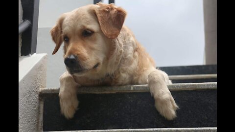 Golden retriever gave birth to 3 cute puppies