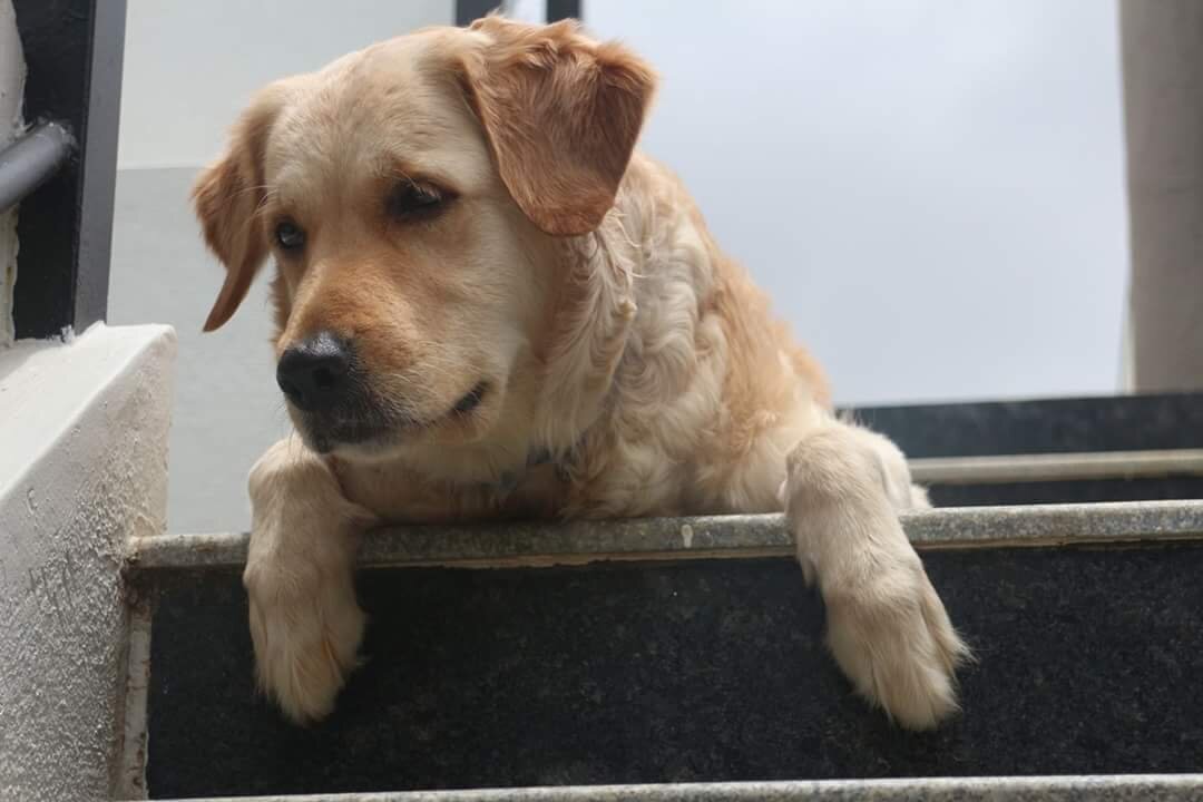 Golden retriever gave birth to 3 cute puppies