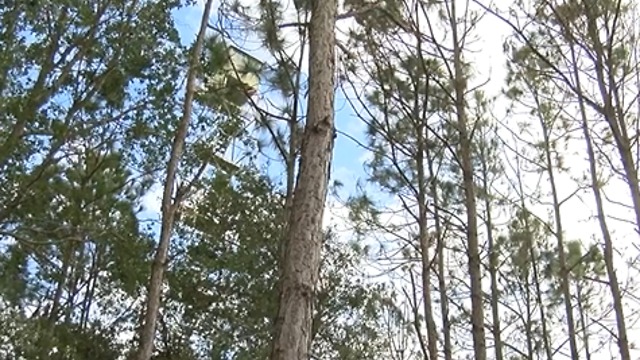 Having a plan for wildfires