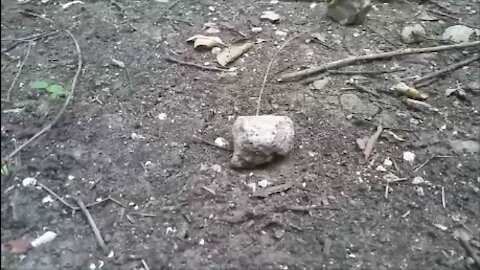 Rock In The Woods