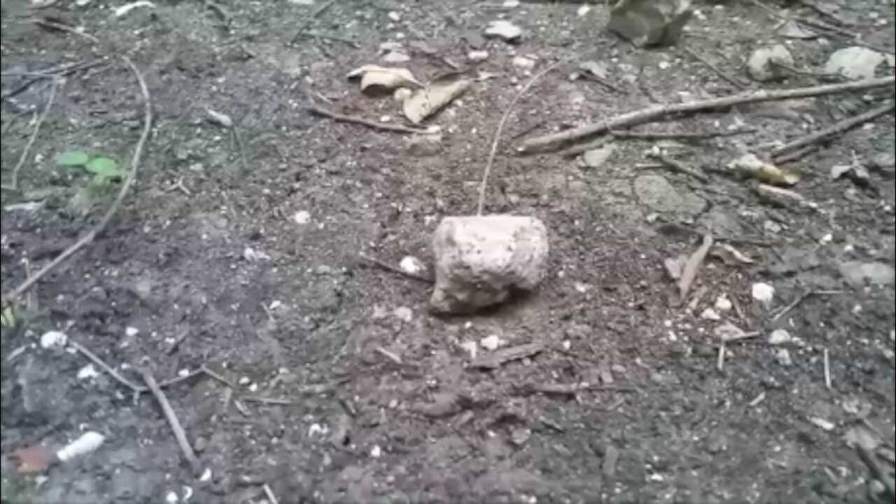 Rock In The Woods