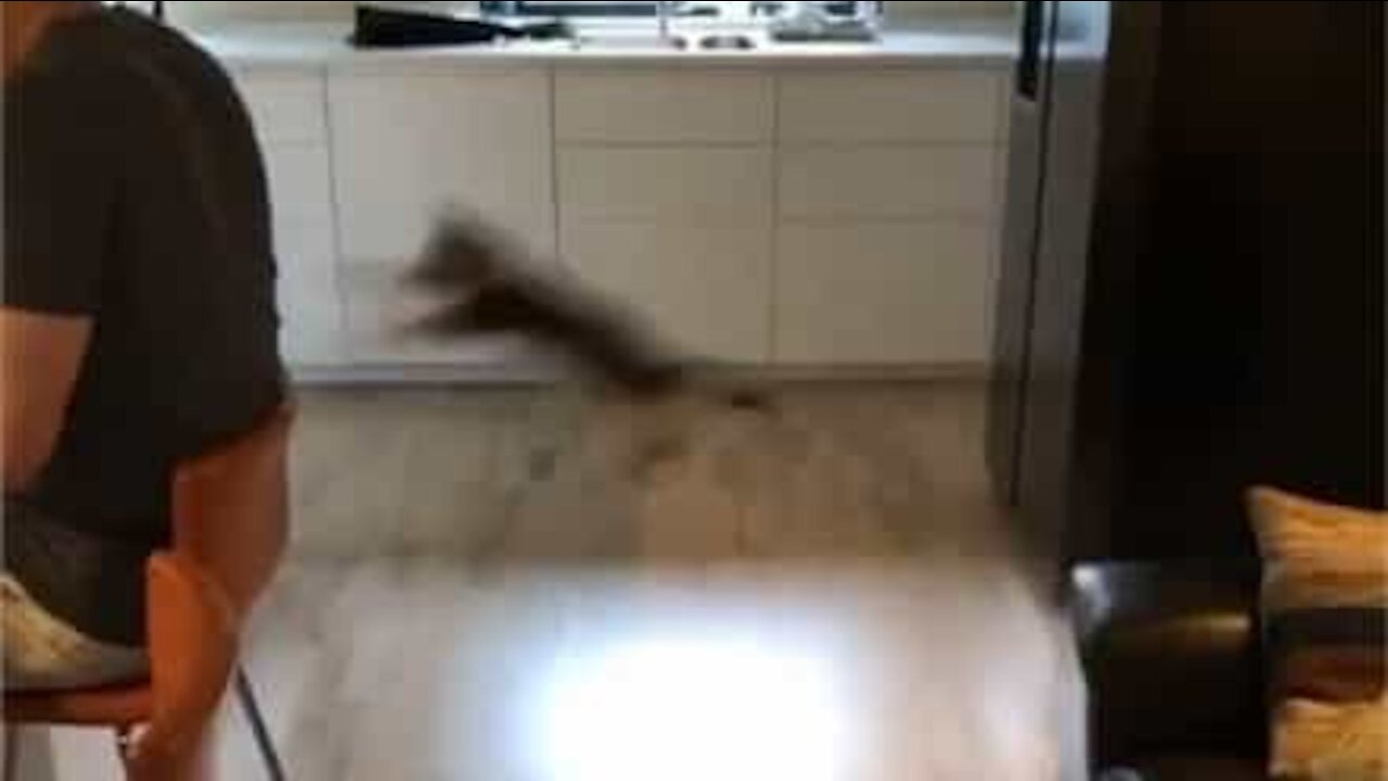 Le saut impressionnant d'un chaton ninja