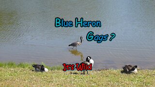 Blue Heron Gags